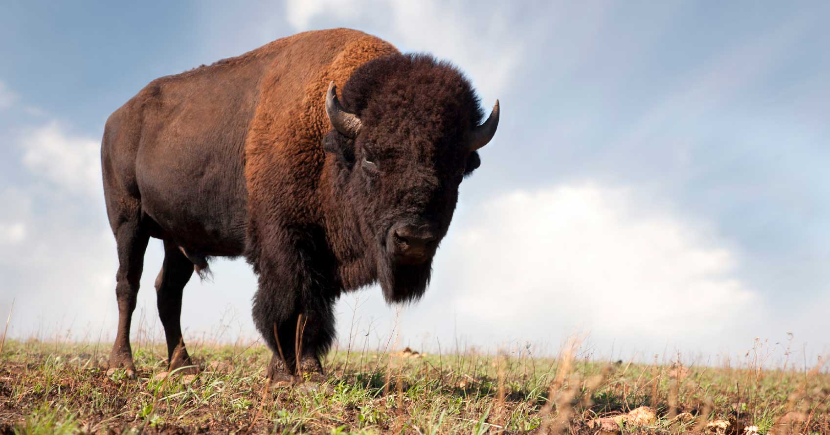 All Natural Bison